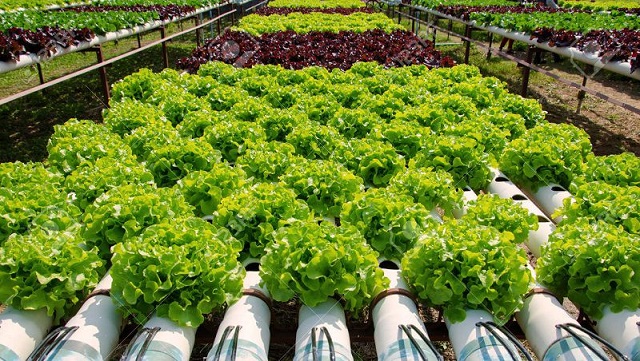 Những điều cần biết về trồng rau thủy canh công nghệ Nhật Bản - Agri.vn